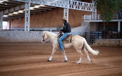 Reining
